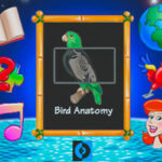 Its a Birds Life 3DO- birds x-ray feature