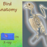 Its a Birds Life 3DO- birds x-ray feature